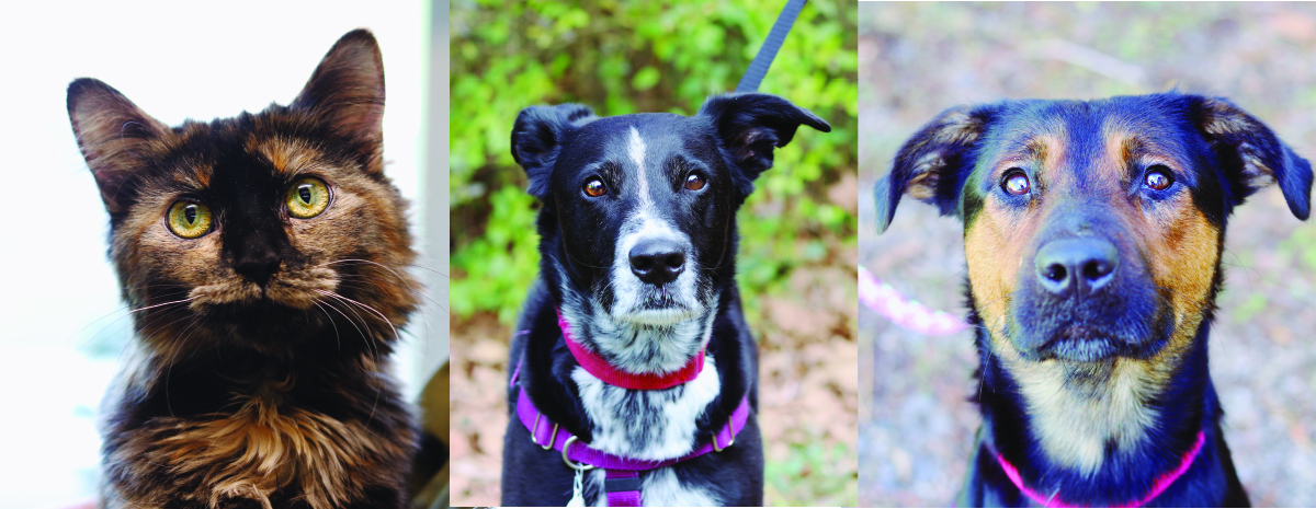 Double your Donation! 